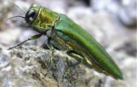 Emerald Ash Borer (EAB)