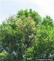 Dutch Elm Disease